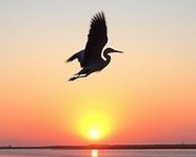 Charleston Sunrise Salt Marsh Wildlife Cruise