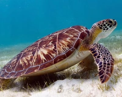 Private Multi-Beach Snorkeling Tour in St. Thomas