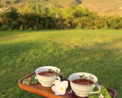 Herbal Tea Tasting Tour