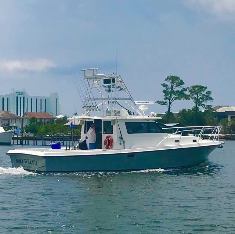 Catch Gulf Fish on Custom 3 to 8 Hour Trip