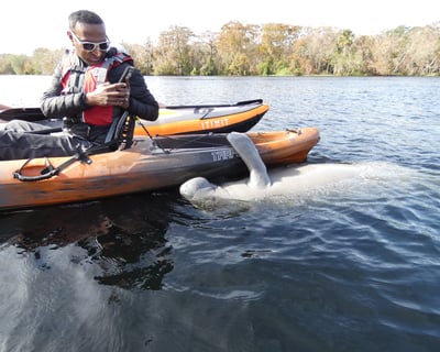 Manatee Kayak Tour at Blue Spring State Park