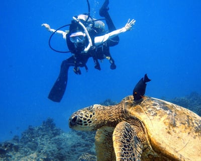 Honolulu Scuba: Deep Wreck & Shallow Reef Dive