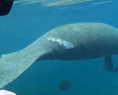 Swim With Manatees on a Guided Snorkel Tour in Crystal River