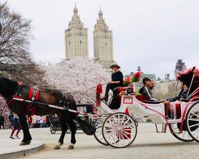 Standard Central Park Horse Carriage Ride