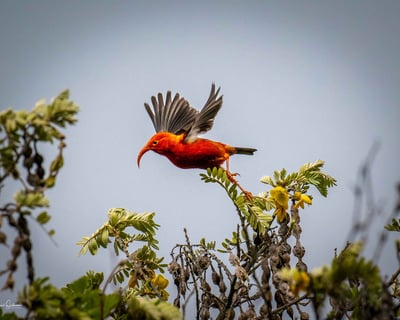 Photograph Endemic Birds on a Guided Tour in Maui