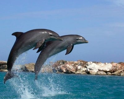 Destin Wild Dolphin Day Cruise