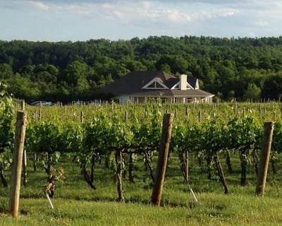 Private Guided Horseback Ride at Pollak Vineyards