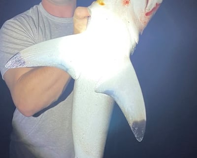 3-Hour Shark Fishing Charter in Pensacola