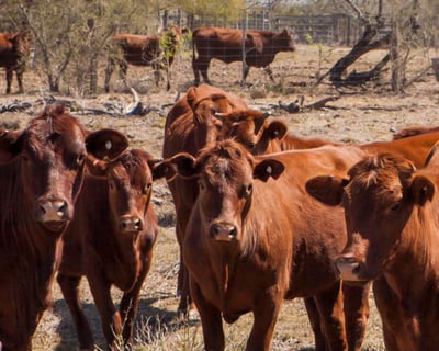 Design a Private 4-Hour Ranch Tour in Kingsville