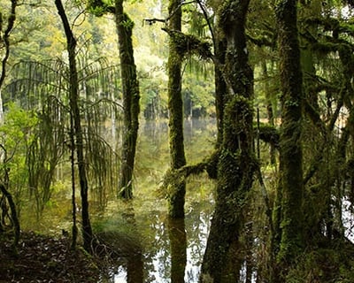 Explore the Louisiana Swamps on a 4-Hour Boat Tour