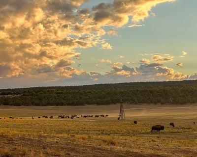Sunset Bison Feeding Wagon Ride Near Zion