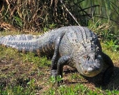 15-Minute Alligator Feeding Tour in Moss Point