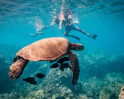 Lahaina Snorkel with Turtles and Free Underwater Photos