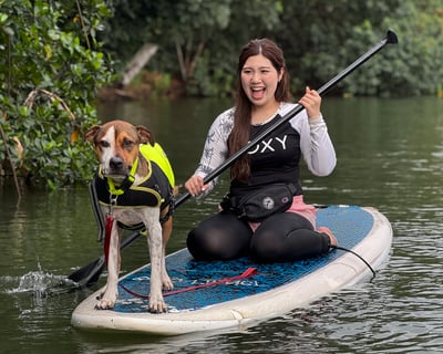 Paddleboard With Rescue Dogs In Haleiwa