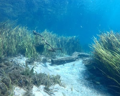 Rainbow River 3-Hour Drift Dive