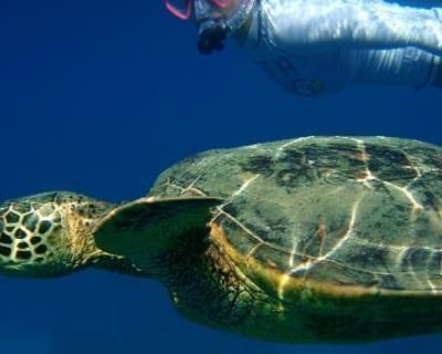 Makena Turtle Town Kayak and Snorkel Eco Adventure