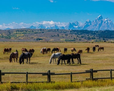 Grand Teton: Private Day Tour