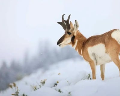 Yellowstone Winter Wildlife Safari