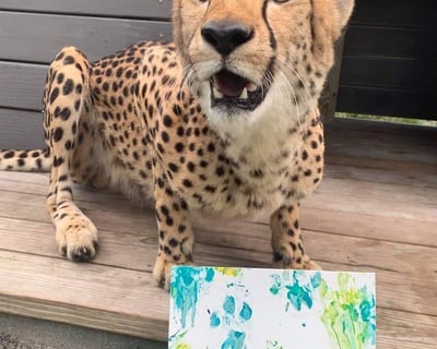 Cheetah Walk & Painting in Loxahatchee