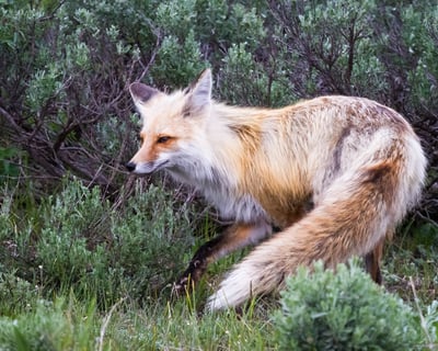 8-Hour Private Wildlife Safari in Grand Teton