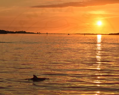 Sunset & Dolphin Cruise from Cape Coral