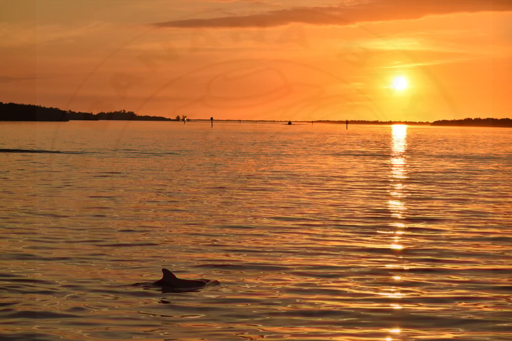Sunset & Dolphin Cruise from Cape Coral