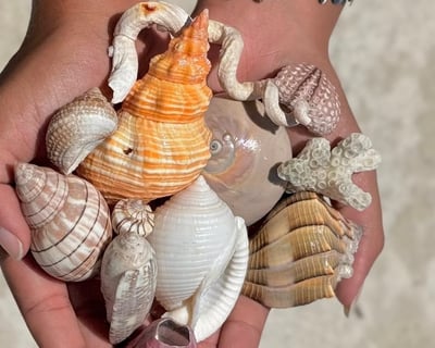 Guided Shelling & Snorkel Tour at Shell Key