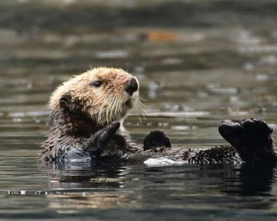 2-Hour Whale & Sea Otter Cruise in Sitka