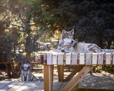 Wolf Conservation Guided Tour in California
