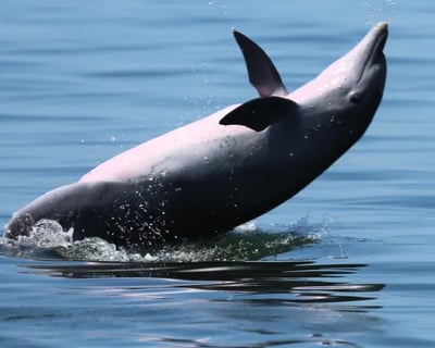 Pensacola Beach Dolphin Tour & Snorkeling