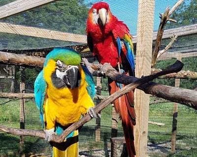 Explore Black Pine Animal Sanctuary in Albion