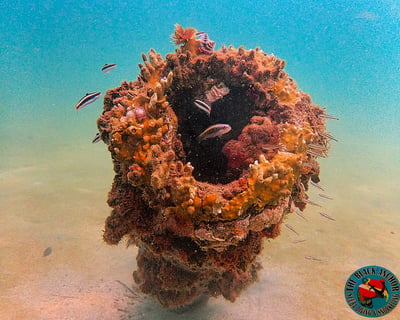 Fish Identification Dive Course at Crash Boat Beach