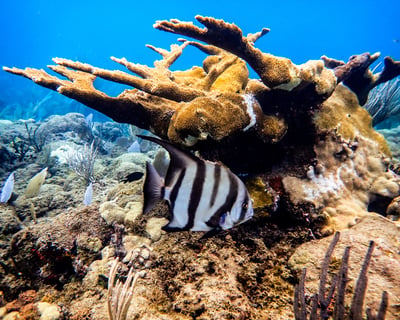 Private 3-Hour Shore Snorkel Tour in Rincon