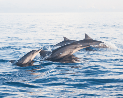 Private Dolphin Watch Cruise in Port Isabel