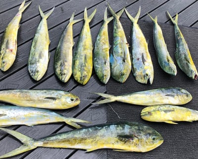 Deep Sea Fishing Charter