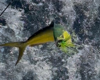 6-Hour Deep Sea Fishing Charter in Key West