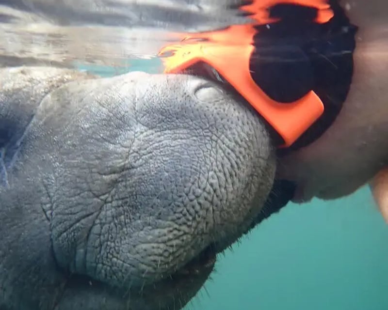 Manatee Snorkeling Tour in Homosassa Springs
