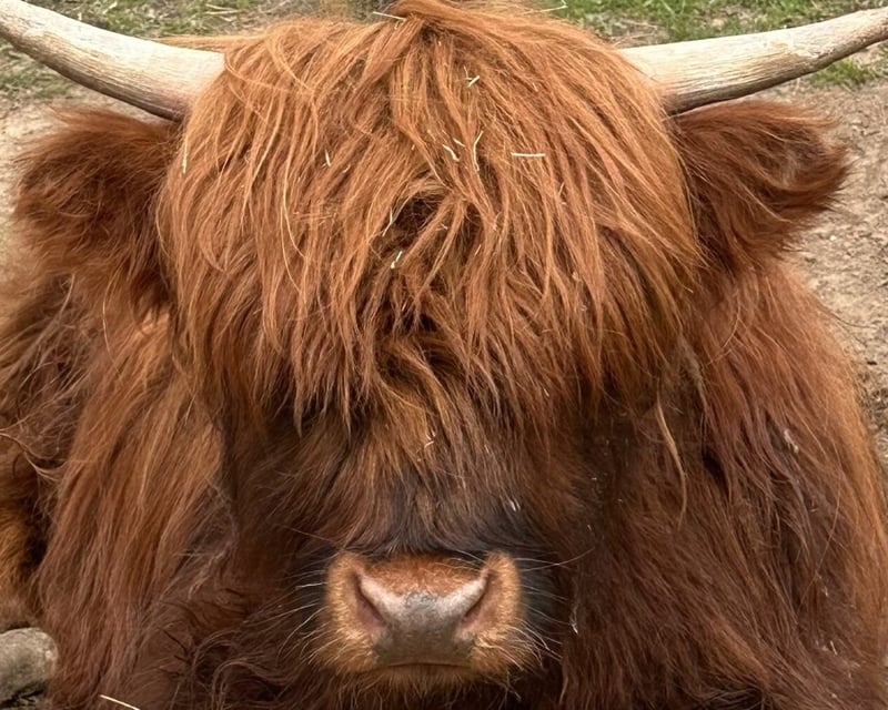 Private Mini Highland Cow Farm Experience in Holly, MI