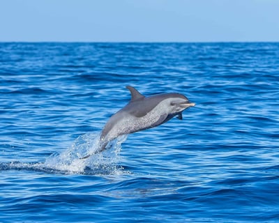 2-Hour Guided Dolphin Tour in Fort Walton Beach