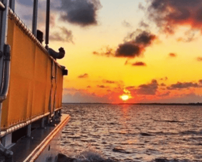 Thanksgiving Dolphin & Wildlife Cruise Fort Myers Beach