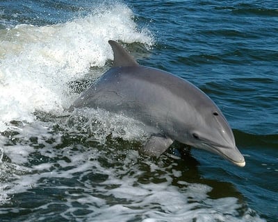 Tybee Island Dolphin Cruise