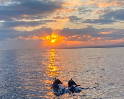 Sunset Dolphin Watching Tour in Hilton Head