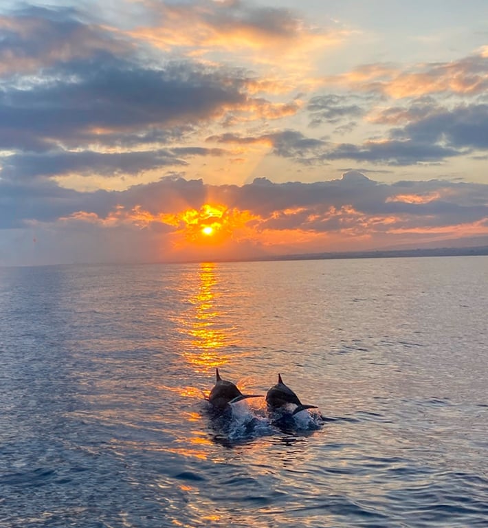 Sunset Dolphin Watching Tour in Hilton Head