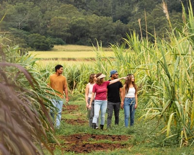 Hawaiian Rum Farm Tour in Kunia