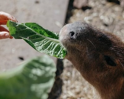 Animal Encounter Guided Tour at Texas Wildlife Park