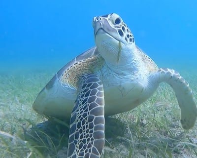 2-Hour Punta Arenas Guided Snorkel Tour