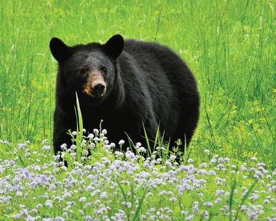 Cades Cove Heritage Private Bus Tour