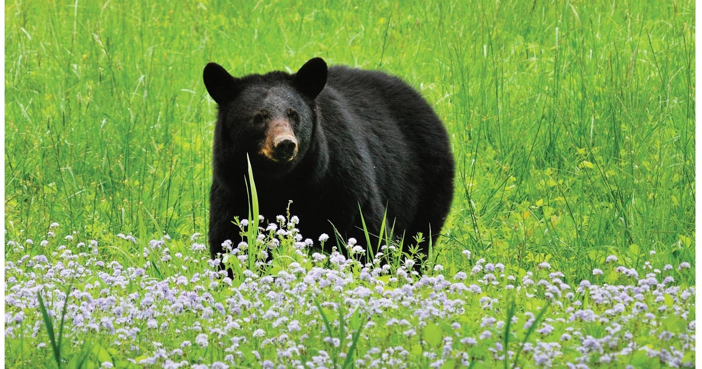 Cades Cove Heritage Private Bus Tour