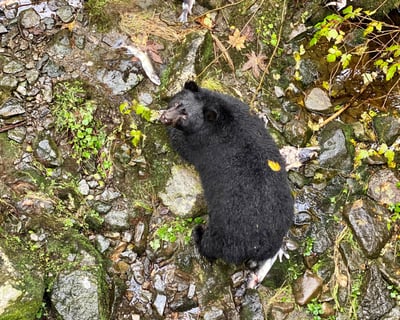 2-Hour Black Bear Viewing Tour in Ketchikan