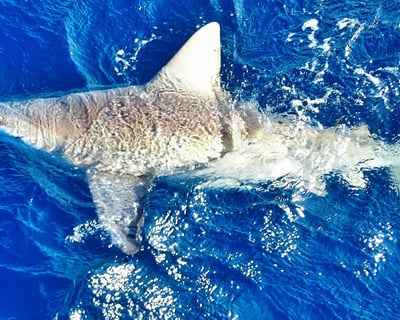 Fish for Trophy Sharks Near John's Pass on a 5-Hour Trip
